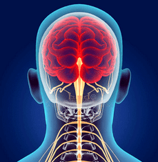Representación das canles nerviosas da columna cervical